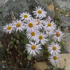 Erigeron concinnus