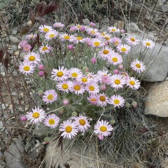 Erigeron concinnus