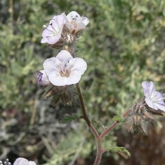 Phacelia vallis-mortae