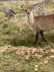 Kobus ellipsiprymnus