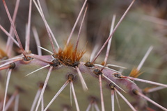 Opuntia tortispina