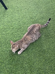 Felis catus