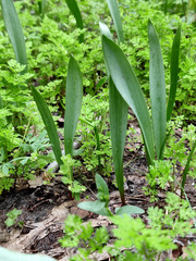 Tulipa sylvestris australis