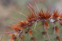Opuntia tortispina