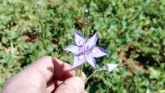 Moraea bipartita