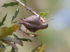 Hakea florida