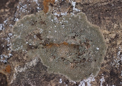 Acarospora strigata