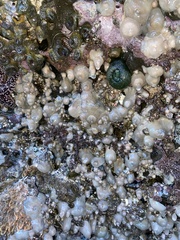 Aplidium