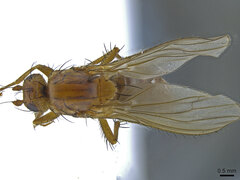 Eccoptomera simplex