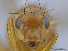 Eccoptomera simplex