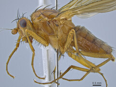 Eccoptomera simplex
