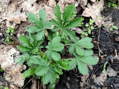 Potentilla recta