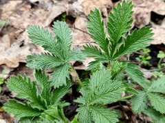 Potentilla recta