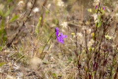 Thysanotus tuberosus