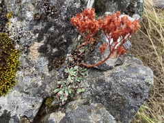 Sedum oblanceolatum