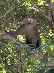 Macaca leonina