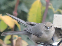 Psaltriparus minimus