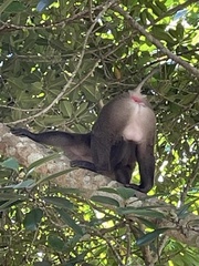 Macaca leonina