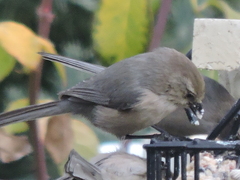 Psaltriparus minimus