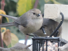 Psaltriparus minimus