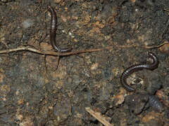 Anaulaciulus tonginus