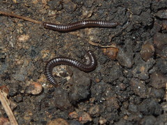 Anaulaciulus tonginus