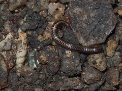 Anaulaciulus tonginus