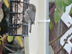 Psaltriparus minimus