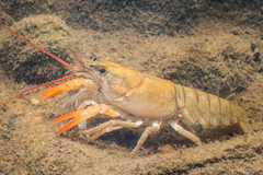 Cambarus carinirostris
