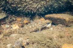 Etheostoma flabellare