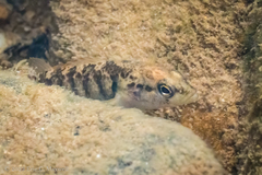 Etheostoma flabellare