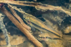 Clinostomus funduloides