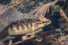 Etheostoma flabellare