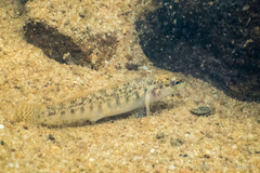 Etheostoma flabellare