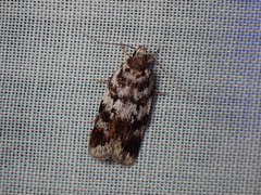 Barea confusella