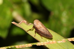 Poophilus costalis