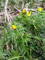 Adonis volgensis