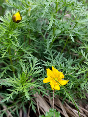 Adonis volgensis