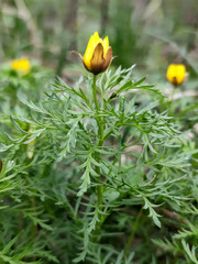 Adonis volgensis
