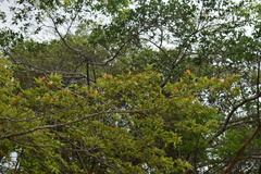 Byrsonima crassifolia