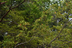 Byrsonima crassifolia