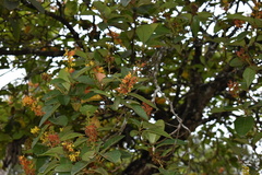 Byrsonima crassifolia