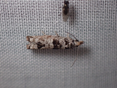 Spilonota constrictana