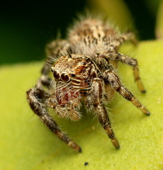 Hyllus