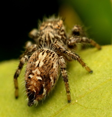 Hyllus