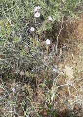 Phacelia vallis-mortae