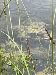 Diplacodes bipunctata