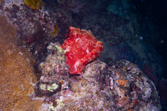 Hexabranchus sanguineus