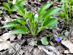 Viola ambigua