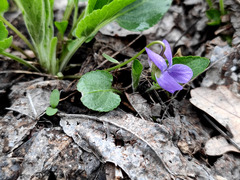 Viola ambigua